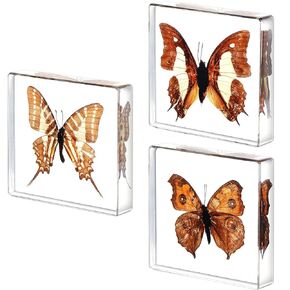 3 Pcs Real Butterfly Specimen Preserved Butterfly Resin Collection Taxidermy Butterfly Paperweight Animal Science Classroom Specimens for Display School Education Home Decor Toys, 3 Styles (Cute)