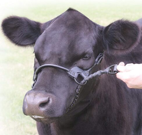 SULLIVAN'S 1st Class Show Halter Black S in Kuwait