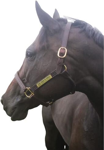 Tack Shack of Ocala Leather Track Halter with Customized Engraved Name Plate Option Halter for Horse, Leather Halter, Leather Halter for Horses, Halters for Horses, Halters in Kuwait