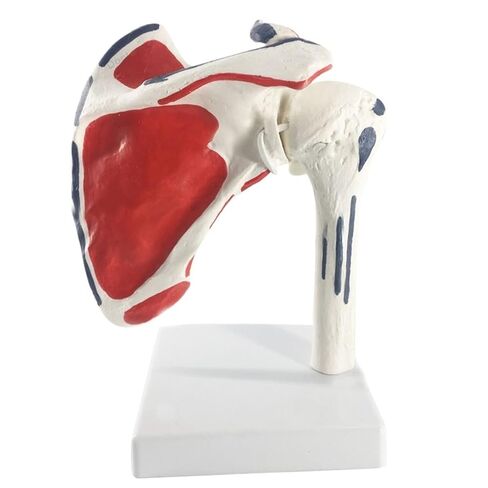 Shoulder Joint Anatomy Model - Life-Size Fully Articulated with Separable Clavicle, Scapula & Humerus for Medical Study in Kuwait
