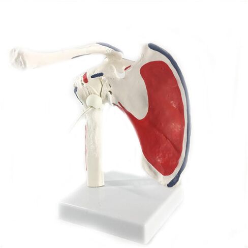 Shoulder Joint Anatomy Model - Life-Size Fully Articulated with Separable Clavicle, Scapula & Humerus for Medical Study in Kuwait