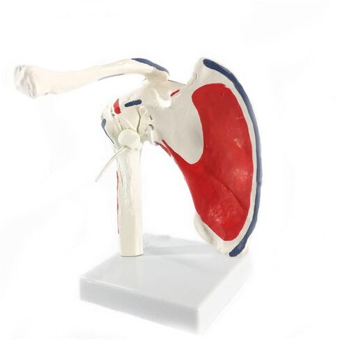 Shoulder Joint Anatomy Model - Life-Size Fully Articulated with Separable Clavicle, Scapula & Humerus for Medical Study in Kuwait