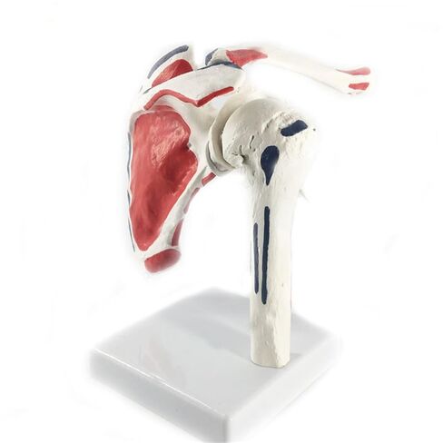 Shoulder Joint Anatomy Model - Life-Size Fully Articulated with Separable Clavicle, Scapula & Humerus for Medical Study in Kuwait