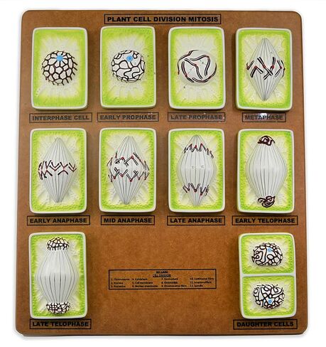 EISCO Plant Mitosis Model, 18 Inch - Three-Dimensional - Hand Painted Details - Simplified - Mounted in Kuwait