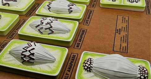 EISCO Plant Mitosis Model, 18 Inch - Three-Dimensional - Hand Painted Details - Simplified - Mounted in Kuwait