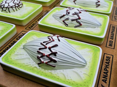 EISCO Plant Mitosis Model, 18 Inch - Three-Dimensional - Hand Painted Details - Simplified - Mounted in Kuwait
