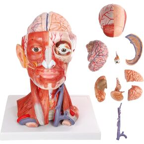 2026 New 10 Parts Life Size Human Head and Neck W/Brain Model, Numbered Anatomical Head and Neck Muscle with Vessels Nerves and Brain Model for for Medical Teaching Science Learning Education Tool in Saudi Arabia