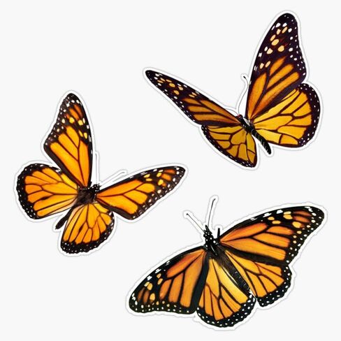 ملصق Monarch Butterfly Pack برتقالي ممتص للصدمات من الفينيل مقاس 5 بوصة in Kuwait