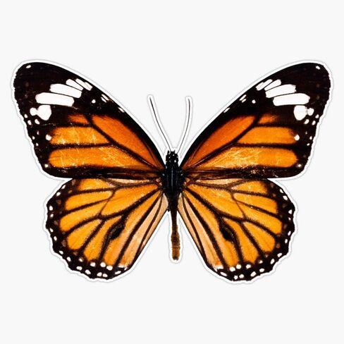 Magnet Monarch Butterfly Viny Magnetic Bumper Sticker 5" in Kuwait