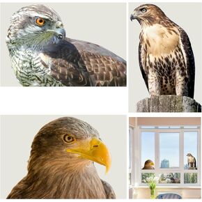 3 Piece Set 3D Window Stickers Realistic Eagle Gaze Decal/Decal
