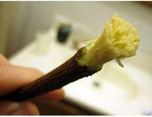 Natural Organic Neem Datun Traditional Teeth Cleaning Twigs, Chemical-Free Oral Care,Vacuum-Packed, 10 Pack in Kuwait