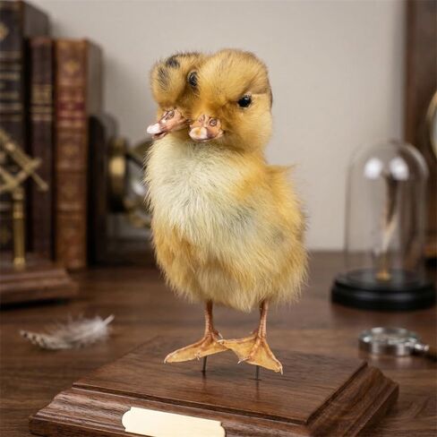 Two-Headed Duck Taxidermy Specimen - Authentic Animal Specimen Mount for Science Teaching, Biology Education & Unique Photography Props(1pc) in Kuwait