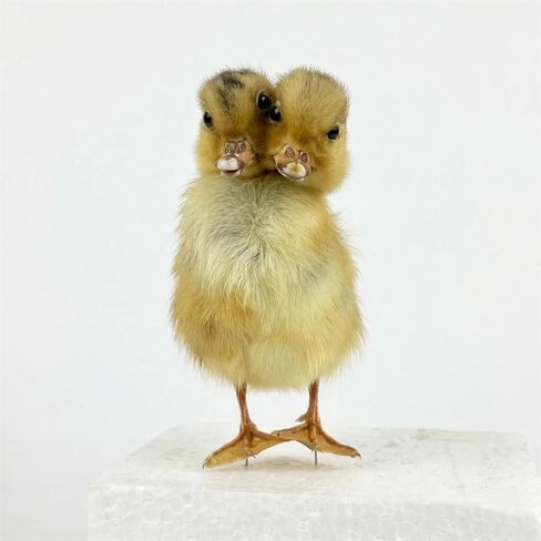 Two-Headed Duck Taxidermy Specimen - Authentic Animal Specimen Mount for Science Teaching, Biology Education & Unique Photography Props(1pc) in Kuwait