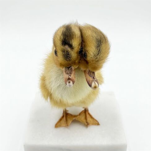 Two-Headed Duck Taxidermy Specimen - Authentic Animal Specimen Mount for Science Teaching, Biology Education & Unique Photography Props(1pc) in Kuwait