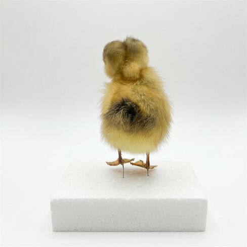Two-Headed Duck Taxidermy Specimen - Authentic Animal Specimen Mount for Science Teaching, Biology Education & Unique Photography Props(1pc) in Kuwait