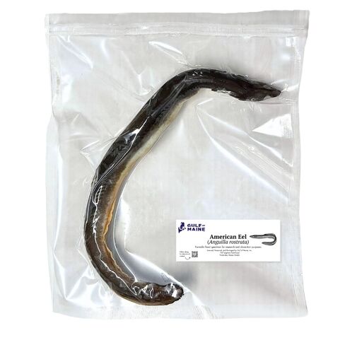 Preserved American EEL (Anguilla rostrata), 8–12" Authentic Formalin-Preserved Specimen for Dissection, Marine Biology Study, Anatomy Education, Science Classroom & Lab Learning in Kuwait