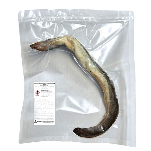 Preserved American EEL (Anguilla rostrata), 8–12" Authentic Formalin-Preserved Specimen for Dissection, Marine Biology Study, Anatomy Education, Science Classroom & Lab Learning in Kuwait