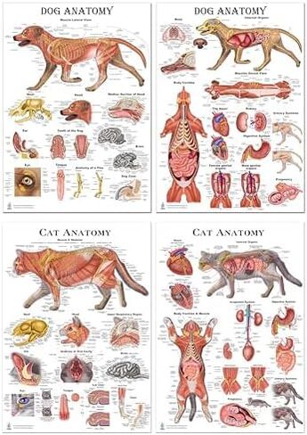 Blue Tree Publishing Cat and Dog Anatomy Poster Set 12"x17", 4 Veterinary Physiology Charts for Vet Nurses & Students, Feline & Canine Skeletal, Muscular & Organ Systems Study Guide in Kuwait