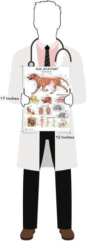 Blue Tree Publishing Cat and Dog Anatomy Poster Set 12"x17", 4 Veterinary Physiology Charts for Vet Nurses & Students, Feline & Canine Skeletal, Muscular & Organ Systems Study Guide in Kuwait