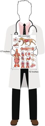 Blue Tree Publishing Cat and Dog Anatomy Poster Set 12"x17", 4 Veterinary Physiology Charts for Vet Nurses & Students, Feline & Canine Skeletal, Muscular & Organ Systems Study Guide in Kuwait