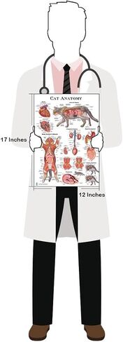 Blue Tree Publishing Cat and Dog Anatomy Poster Set 12"x17", 4 Veterinary Physiology Charts for Vet Nurses & Students, Feline & Canine Skeletal, Muscular & Organ Systems Study Guide in Kuwait
