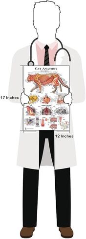 Blue Tree Publishing Cat and Dog Anatomy Poster Set 12"x17", 4 Veterinary Physiology Charts for Vet Nurses & Students, Feline & Canine Skeletal, Muscular & Organ Systems Study Guide in Kuwait