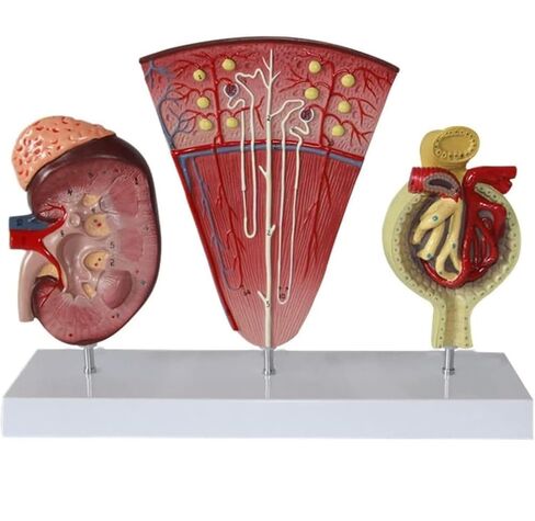 3-Part Human Kidney Model with Nephron and Glomerulus, Anatomical Renal Structure Model on Base for Teaching Demonstration and Explanation in Kuwait