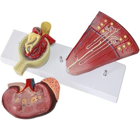 3-Part Human Kidney Model with Nephron and Glomerulus, Anatomical Renal Structure Model on Base for Teaching Demonstration and Explanation in Kuwait