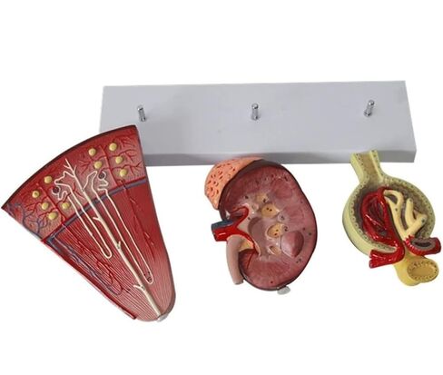 3-Part Human Kidney Model with Nephron and Glomerulus, Anatomical Renal Structure Model on Base for Teaching Demonstration and Explanation in Kuwait