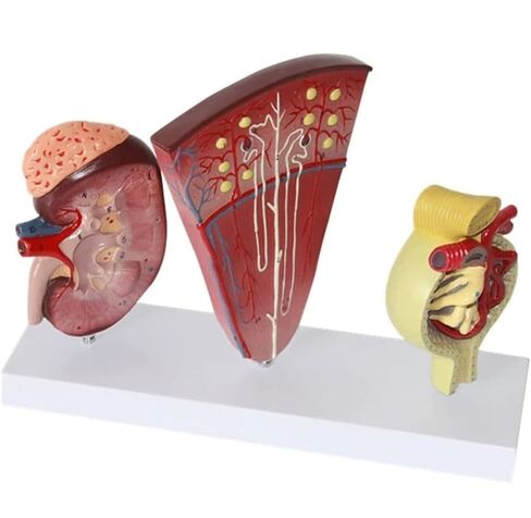 3-Part Human Kidney Model with Nephron and Glomerulus, Anatomical Renal Structure Model on Base for Teaching Demonstration and Explanation in Kuwait