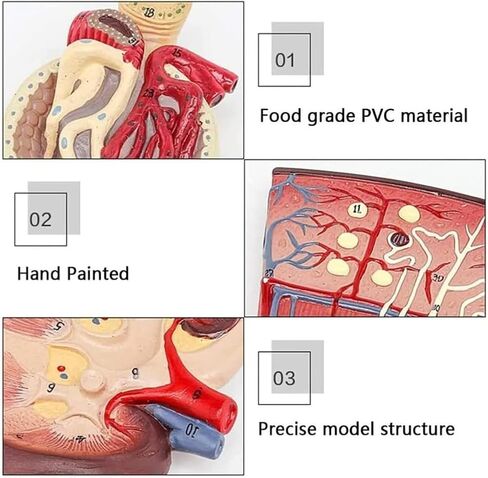 3-Part Human Kidney Model with Nephron and Glomerulus, Anatomical Renal Structure Model on Base for Teaching Demonstration and Explanation in Kuwait