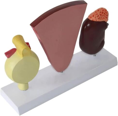 3-Part Human Kidney Model with Nephron and Glomerulus, Anatomical Renal Structure Model on Base for Teaching Demonstration and Explanation in Kuwait