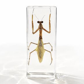Taxidermy Mantis, Real Mantis Specimens Animal Specimen in Resin for Science Classroom Science Education, Great Gift for Fans of Taxidermy, Animal Skull, Oddities, Biology in Saudi Arabia