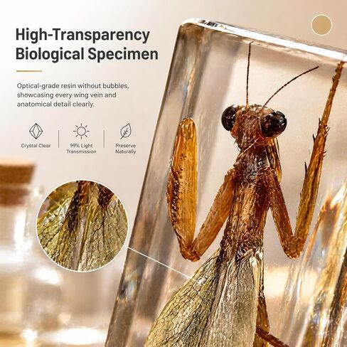 Taxidermy Mantis, Real Mantis Specimens Animal Specimen in Resin for Science Classroom Science Education, Great Gift for Fans of Taxidermy, Animal Skull, Oddities, Biology in Saudi Arabia