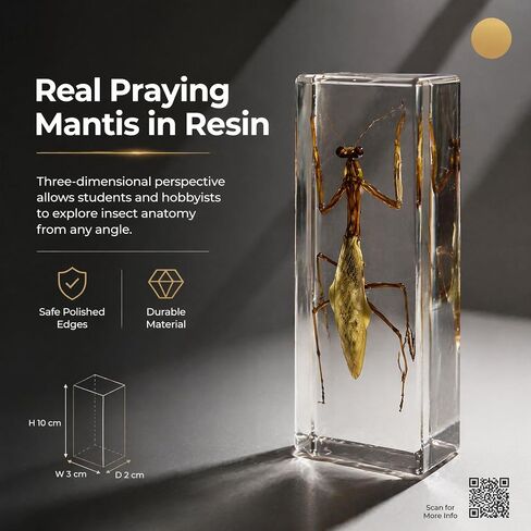 Taxidermy Mantis, Real Mantis Specimens Animal Specimen in Resin for Science Classroom Science Education, Great Gift for Fans of Taxidermy, Animal Skull, Oddities, Biology in Saudi Arabia