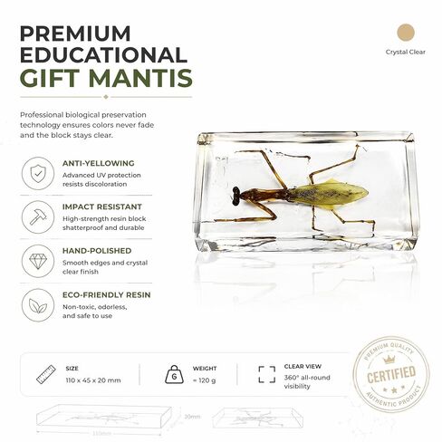 Taxidermy Mantis, Real Mantis Specimens Animal Specimen in Resin for Science Classroom Science Education, Great Gift for Fans of Taxidermy, Animal Skull, Oddities, Biology in Saudi Arabia