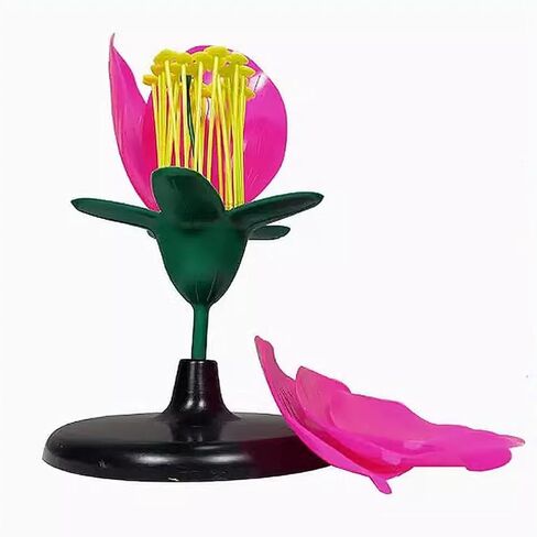Life Size Artificial Flower Anatomy Model with Removable Parts for Botany Classroom Instruction and Group Activities Plastic Flower Model for Classroom in Kuwait