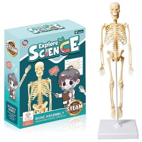 Mini Human Skeleton Model,Skeleton Teaching Model,Easy to Assemble, Removable Spine Whole Body for Student Study Teaching Demonstration in Saudi Arabia