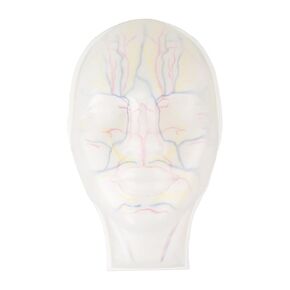 Clear Injection Face Model with Arteries, Veins & Nerves, Visable Injection Mannequin Face for Cosmetic Training, Facial Injection Training Model for Estheticians in Saudi Arabia