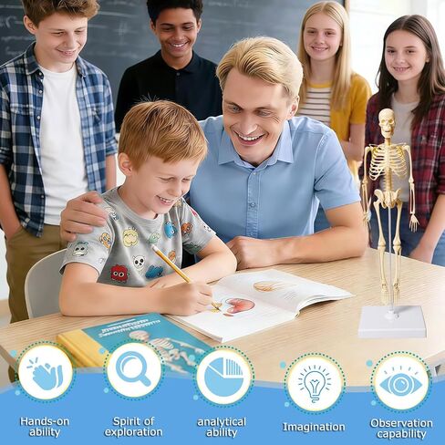 Mini Human Skeleton Model,Skeleton Teaching Model,Easy to Assemble, Removable Spine Whole Body for Student Study Teaching Demonstration in Kuwait