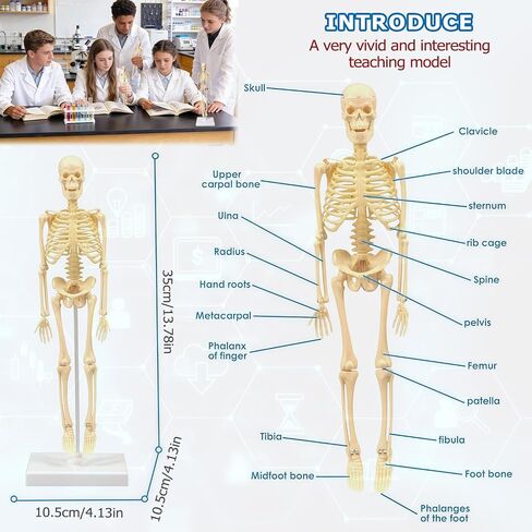 Mini Human Skeleton Model,Skeleton Teaching Model,Easy to Assemble, Removable Spine Whole Body for Student Study Teaching Demonstration in Kuwait