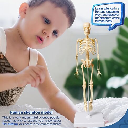 Mini Human Skeleton Model,Skeleton Teaching Model,Easy to Assemble, Removable Spine Whole Body for Student Study Teaching Demonstration in Kuwait