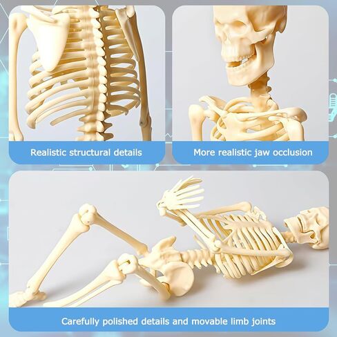Mini Human Skeleton Model,Skeleton Teaching Model,Easy to Assemble, Removable Spine Whole Body for Student Study Teaching Demonstration in Kuwait