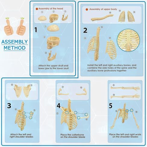 Mini Human Skeleton Model,Skeleton Teaching Model,Easy to Assemble, Removable Spine Whole Body for Student Study Teaching Demonstration in Kuwait