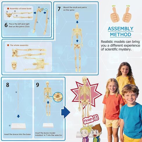 Mini Human Skeleton Model,Skeleton Teaching Model,Easy to Assemble, Removable Spine Whole Body for Student Study Teaching Demonstration in Kuwait
