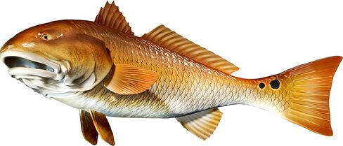 Red Drum Beautiful Fish Decal | Fishing Decal for Boat, Car, Vehicle, Truck Etc. | Waterproof Vinyl Sticker | Many Sizes & Styles Available | 12" to 40" by Digital Fish Art (Medium, Position 5) in Saudi Arabia