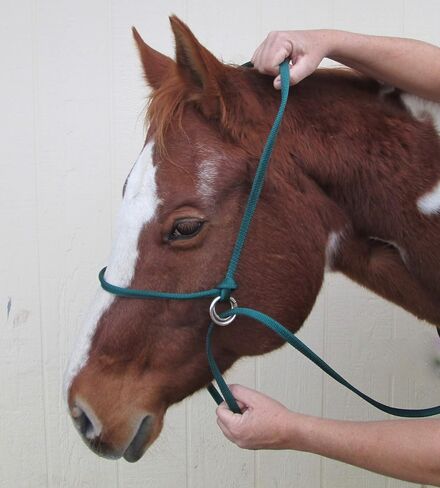 Extra Small - Sheep, Goat, Small Calf Adjustable Halter & Lead USA 250-700bs (Baby Blue) in Kuwait