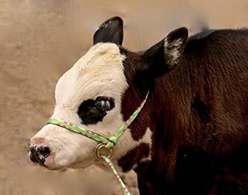 Extra Small - Sheep, Goat, Small Calf Adjustable Halter & Lead USA 250-700bs (Baby Blue) in Kuwait
