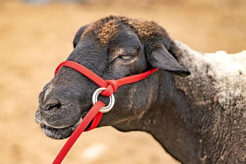 Extra Small - Sheep, Goat, Small Calf Adjustable Halter & Lead USA 250-700bs (Baby Blue) in Kuwait
