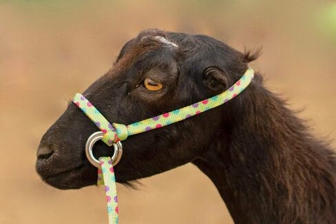 Extra Small - Sheep, Goat, Small Calf Adjustable Halter & Lead USA 250-700bs (Baby Blue) in Kuwait